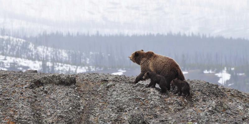 逍遥驴的户外旅行哲学:解锁55条黄金法则与深度攻略