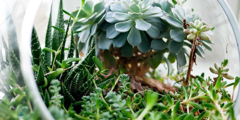 逍遥驴的波西米亚风露营：在旷野中重拾自由灵魂