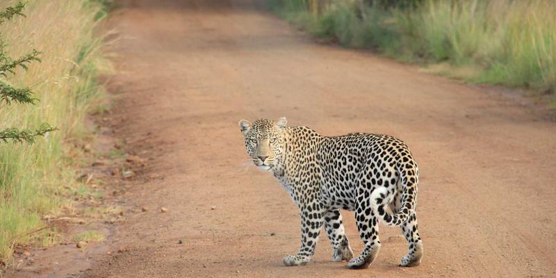 高原徒步适应指南：驴友社区分享的科学应对高反与海拔上升规划